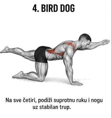 bird dog muscule activation